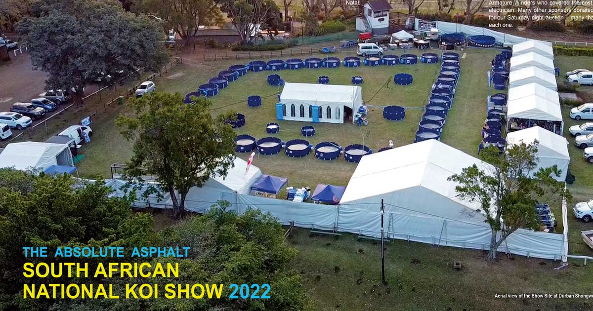 South African National Koi Show 2022 Zen Nippon Airinkai