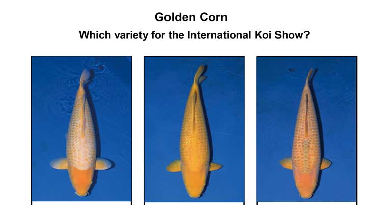 国際錦鯉品評会 ゴールデンコーンの出品種別について | Zen Nippon Airinkai